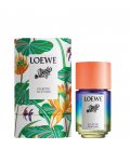 Loewe Paula's Ibiza Eclectic